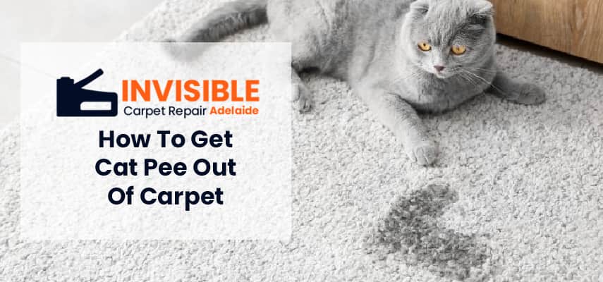 Get Cat Pee Out Of Carpet