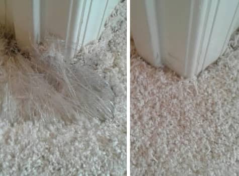 Pet Carpet Damage Repair Services in Adelaide
