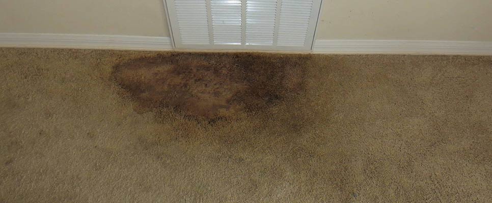 How to Get Rid of Mould on Your Carpet
