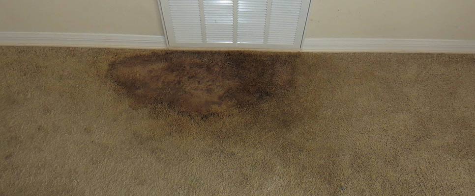 how-to-get-rid-of-mould-on-your-carpet-invisible-carpet-repair-adelaide