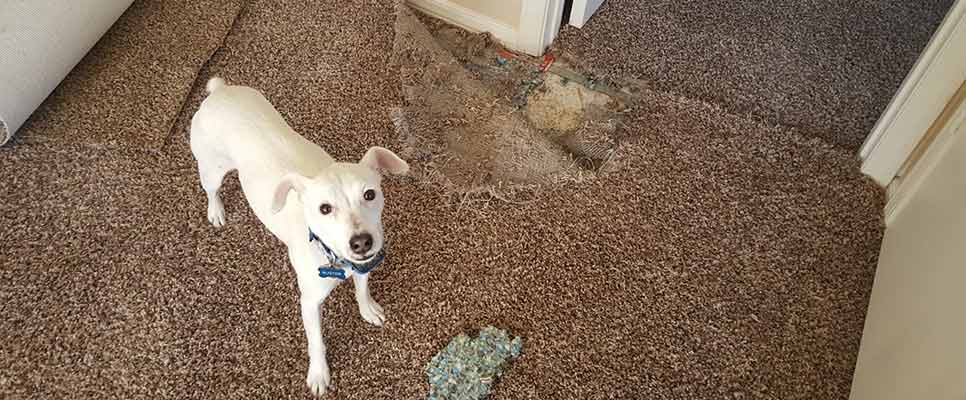 How to Repair Carpet Damage by Pets