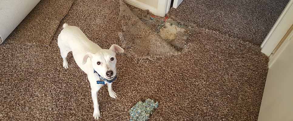 How would you go about patching this pet damaged carpet? I do